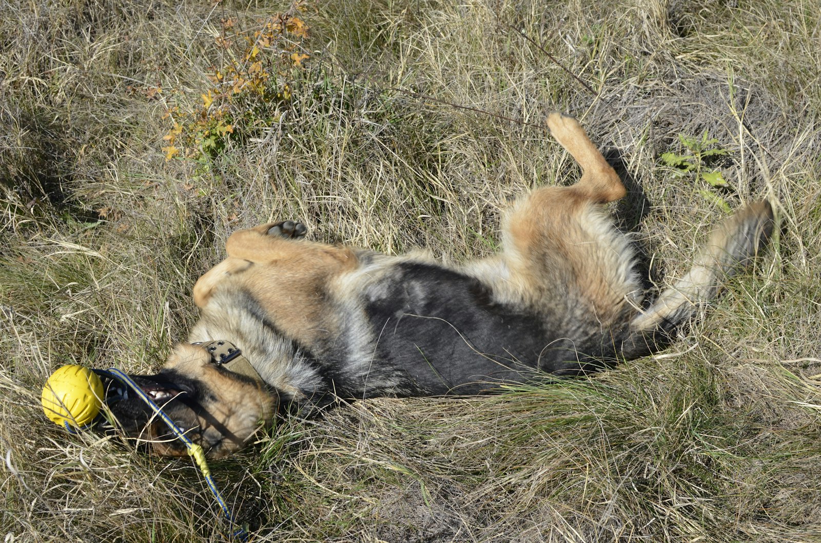 Schäfer i gräs med boll i munnen