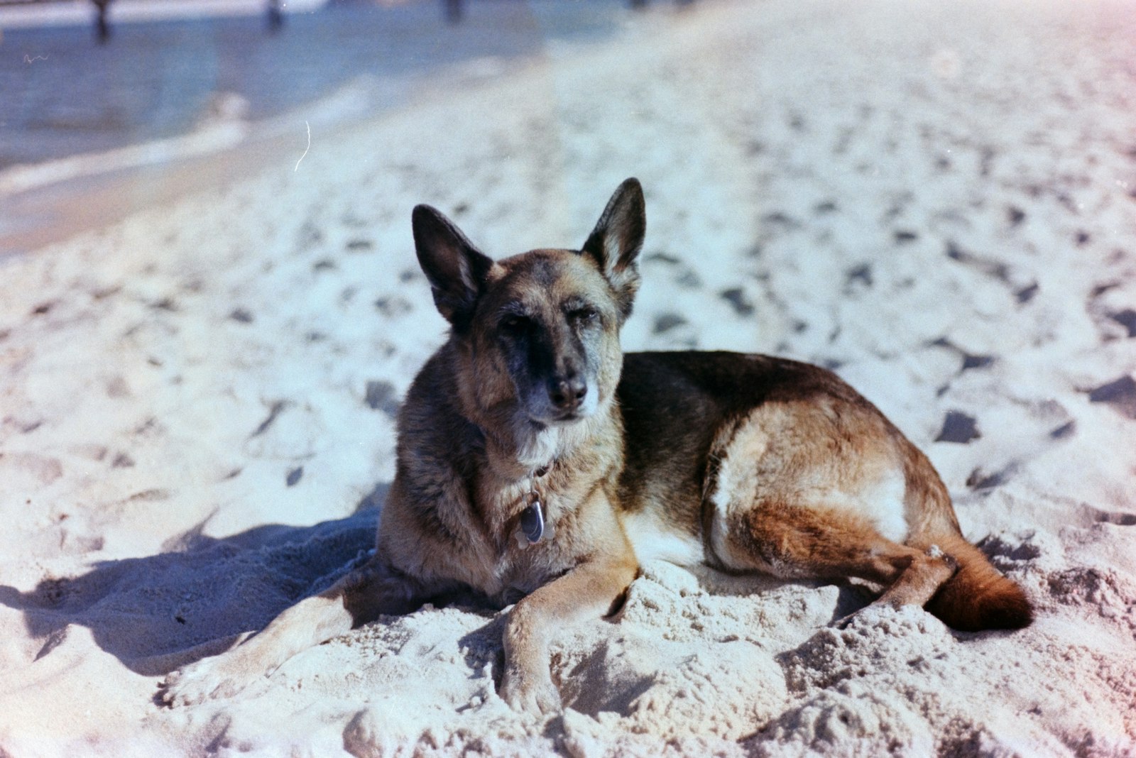 Schäfer liggande på sand, helfigur